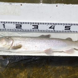 フィッシングレイクたかみや 釣果