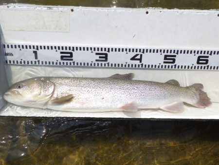 フィッシングレイクたかみや 釣果