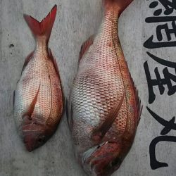 網屋丸 釣果