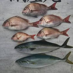 網屋丸 釣果