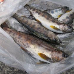 狩野川（狩野川漁業協同組合） 釣果