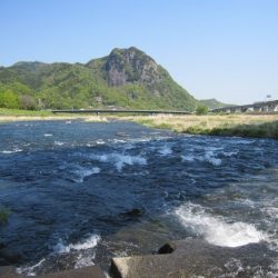 狩野川（狩野川漁業協同組合） 釣果