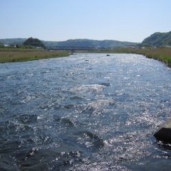 狩野川（狩野川漁業協同組合） 釣果