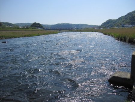 狩野川（狩野川漁業協同組合） 釣果