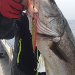 シーモンキー 釣果