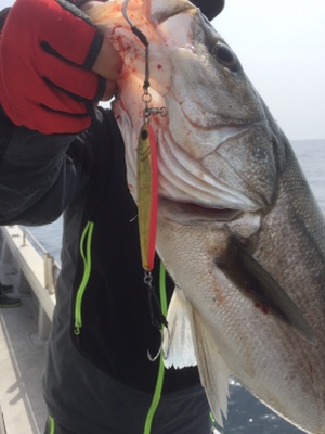 シーモンキー 釣果