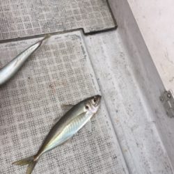 シーモンキー 釣果