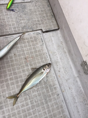 シーモンキー 釣果