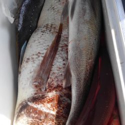 遊漁船 新鋭丸 釣果