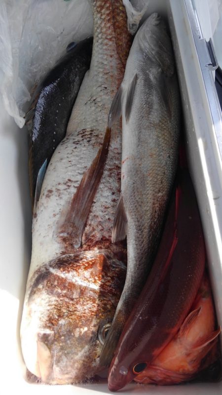 遊漁船 新鋭丸 釣果