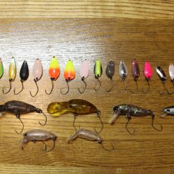 小菅トラウトガーデン 釣果