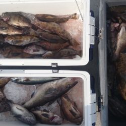 気仙沼 つり丸 釣果