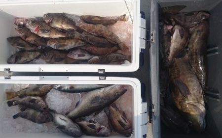 気仙沼　つり丸 釣果