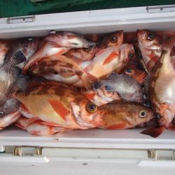 第二むつ漁丸 釣果