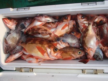 第二むつ漁丸 釣果