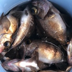 第二辰丸 釣果