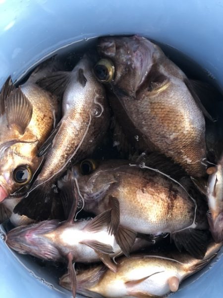 第二辰丸 釣果