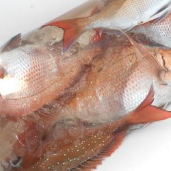 こうゆう丸 釣果