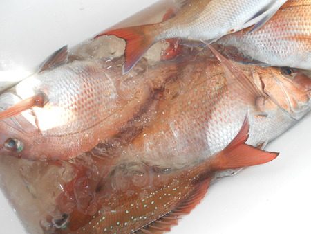 こうゆう丸 釣果