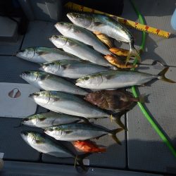 sea boss シーボス 釣果