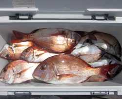 来温丸（らいおんまる） 釣果