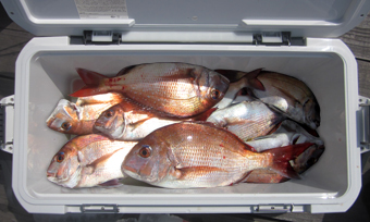 来温丸（らいおんまる） 釣果