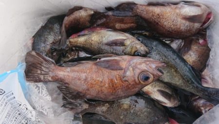 オーフリー 釣果