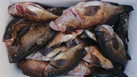 オーフリー 釣果