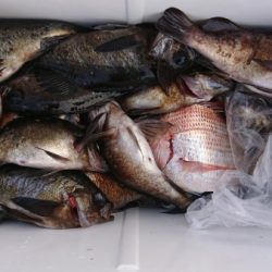 オーフリー 釣果