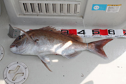 松本釣船２ 釣果