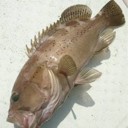 マタウマリンサービス 釣果