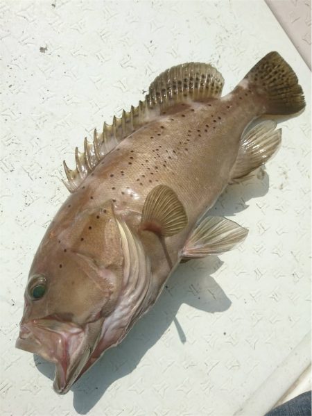 マタウマリンサービス 釣果