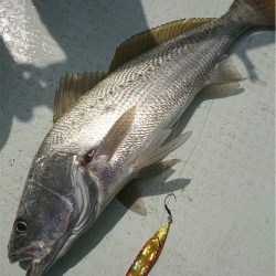 マタウマリンサービス 釣果