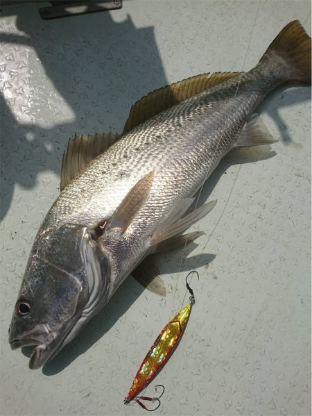 マタウマリンサービス 釣果