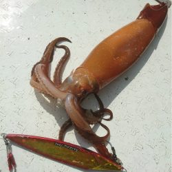 マタウマリンサービス 釣果