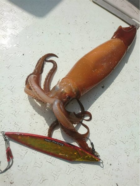 マタウマリンサービス 釣果