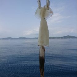 マタウマリンサービス 釣果