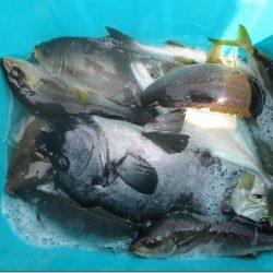 海正丸 釣果