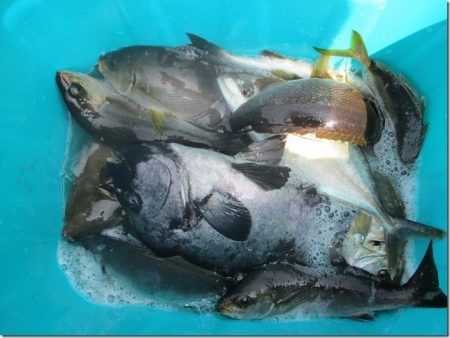 海正丸 釣果