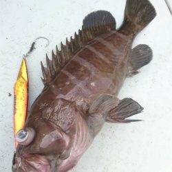 マタウマリンサービス 釣果