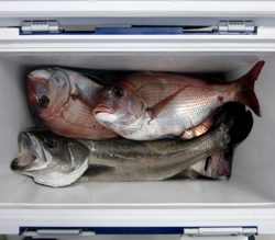 来温丸（らいおんまる） 釣果