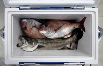 来温丸（らいおんまる） 釣果