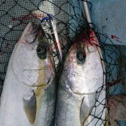 旭星釣りセンター 釣果