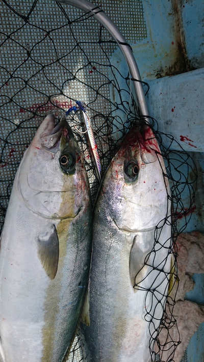 旭星釣りセンター 釣果