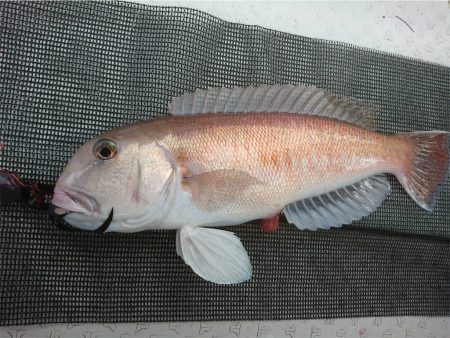 マタウマリンサービス 釣果