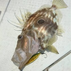 マタウマリンサービス 釣果