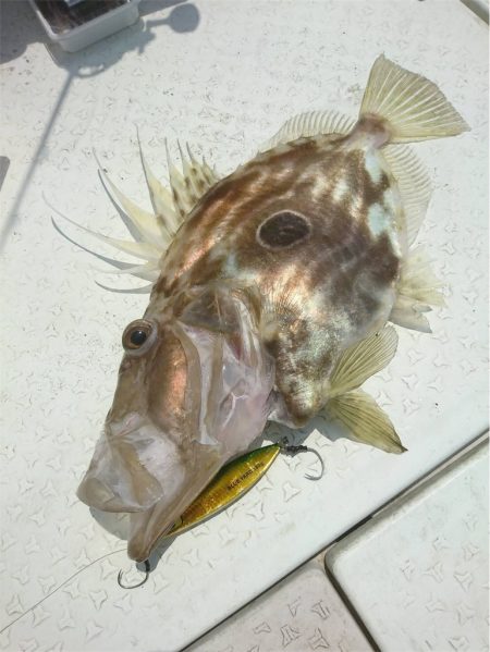 マタウマリンサービス 釣果