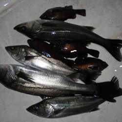 ルアー船マヒマヒ 釣果