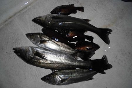 ルアー船マヒマヒ 釣果