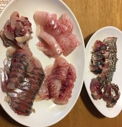 大宝丸 釣果
